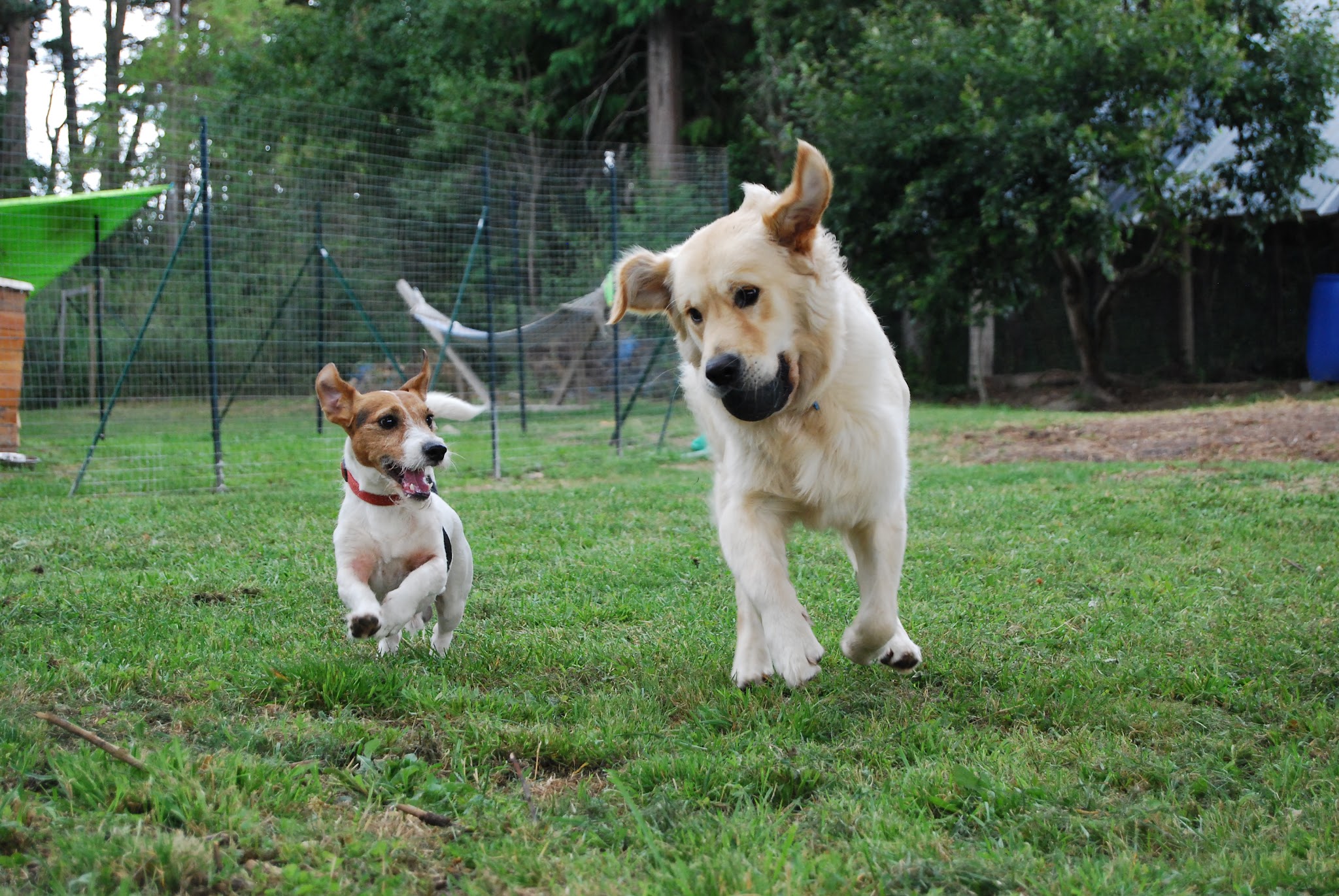 La p'tite colo - garde d'animaux, pension pour chiens — photo