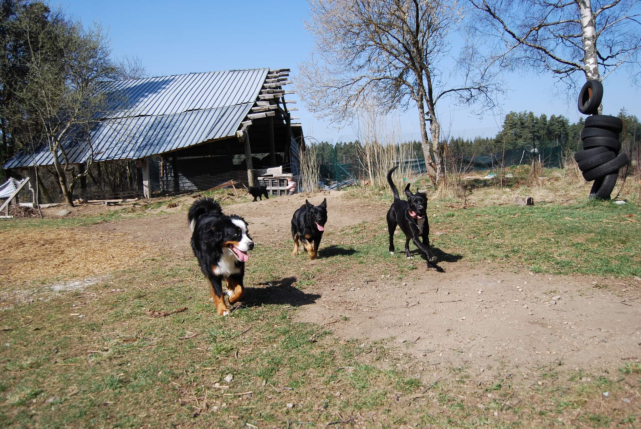 La p'tite colo - garde d'animaux, pension pour chiens — photo