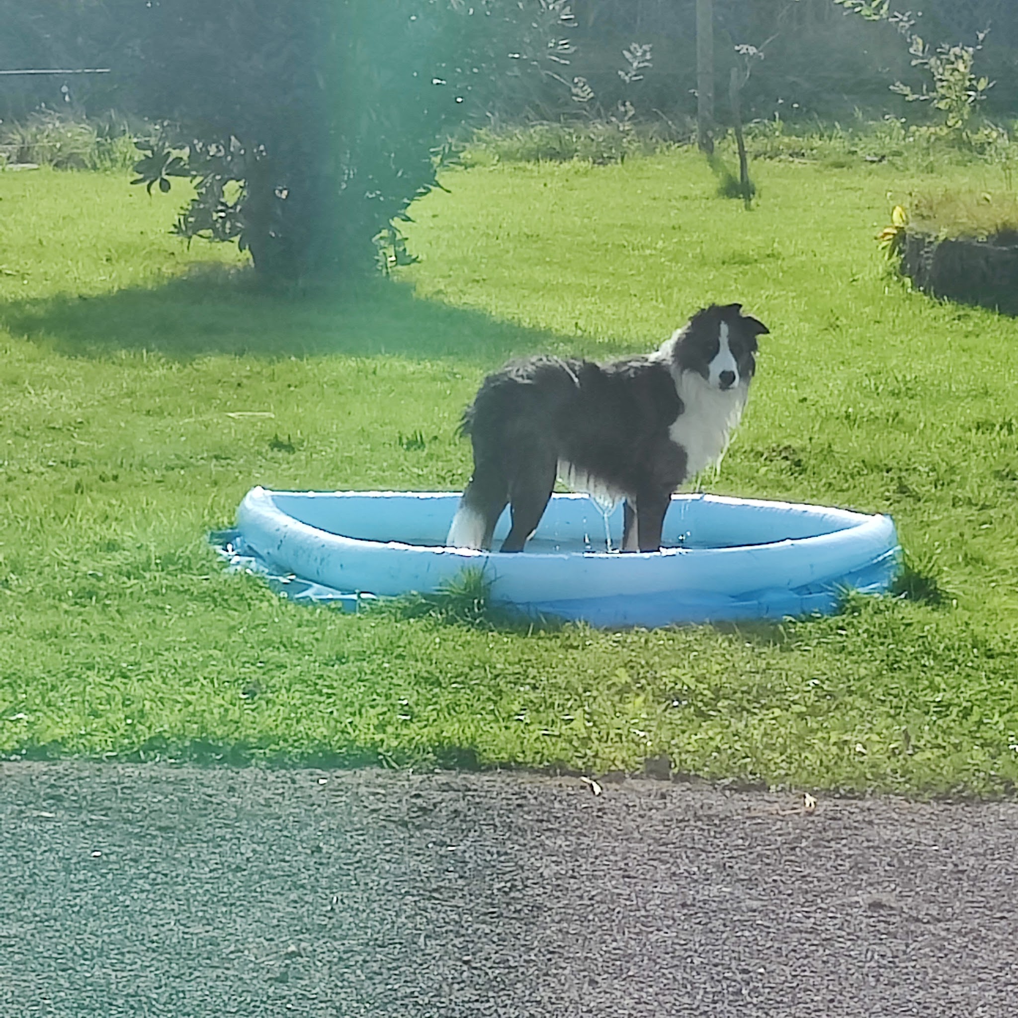 Woof Attitude — photo