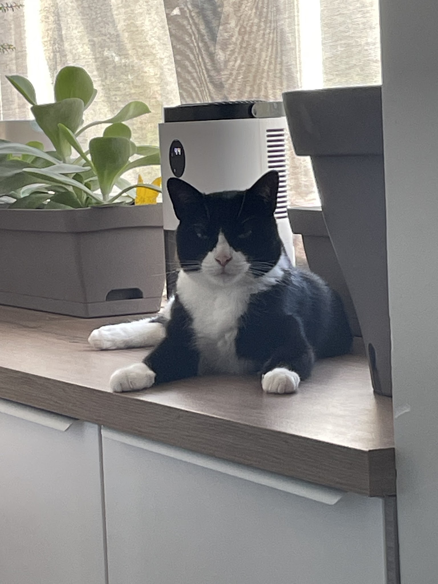 Pat'Enfoliz - Garde Animaux Chien/Chat - Dog/Pet Sitting