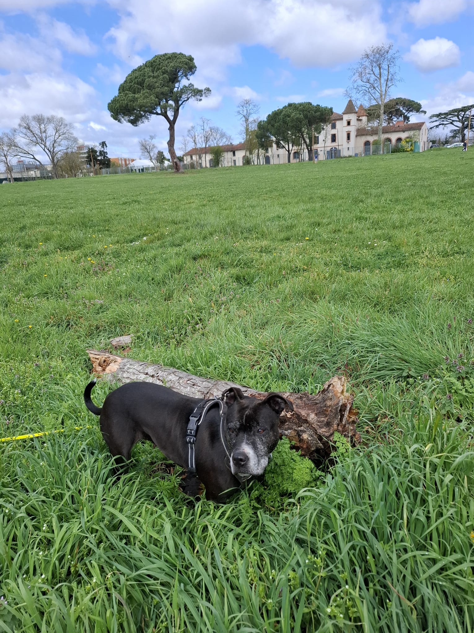 AC-CROCS - Pension - Éducation - Activités canines - vente de croquettes — photo