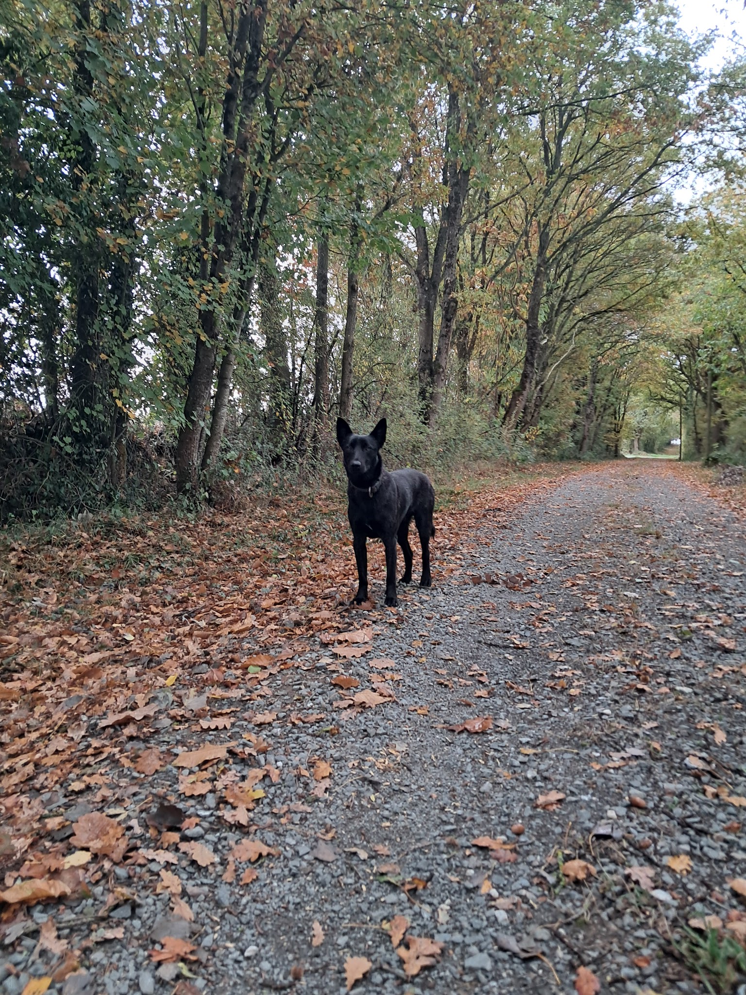 Pension canine La croix Malard