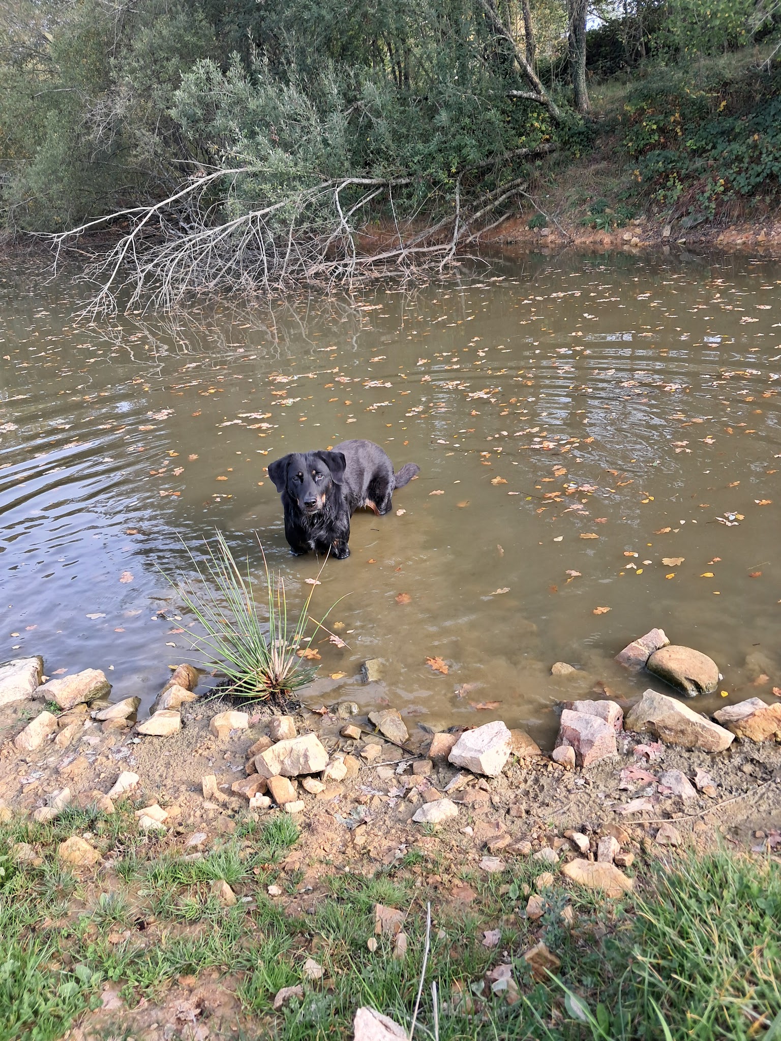 Pension canine La croix Malard — photo