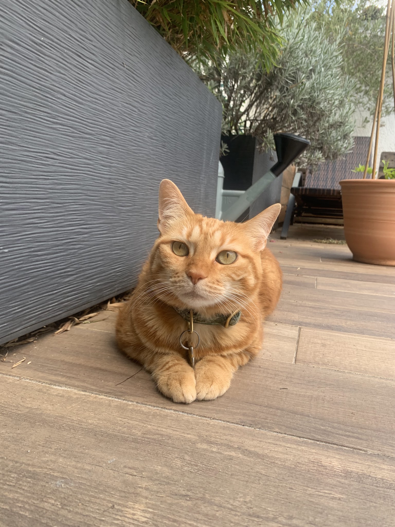 Aurore - Pet Sitter Chiens, Chats et NAC - Bordeaux Bègles — photo