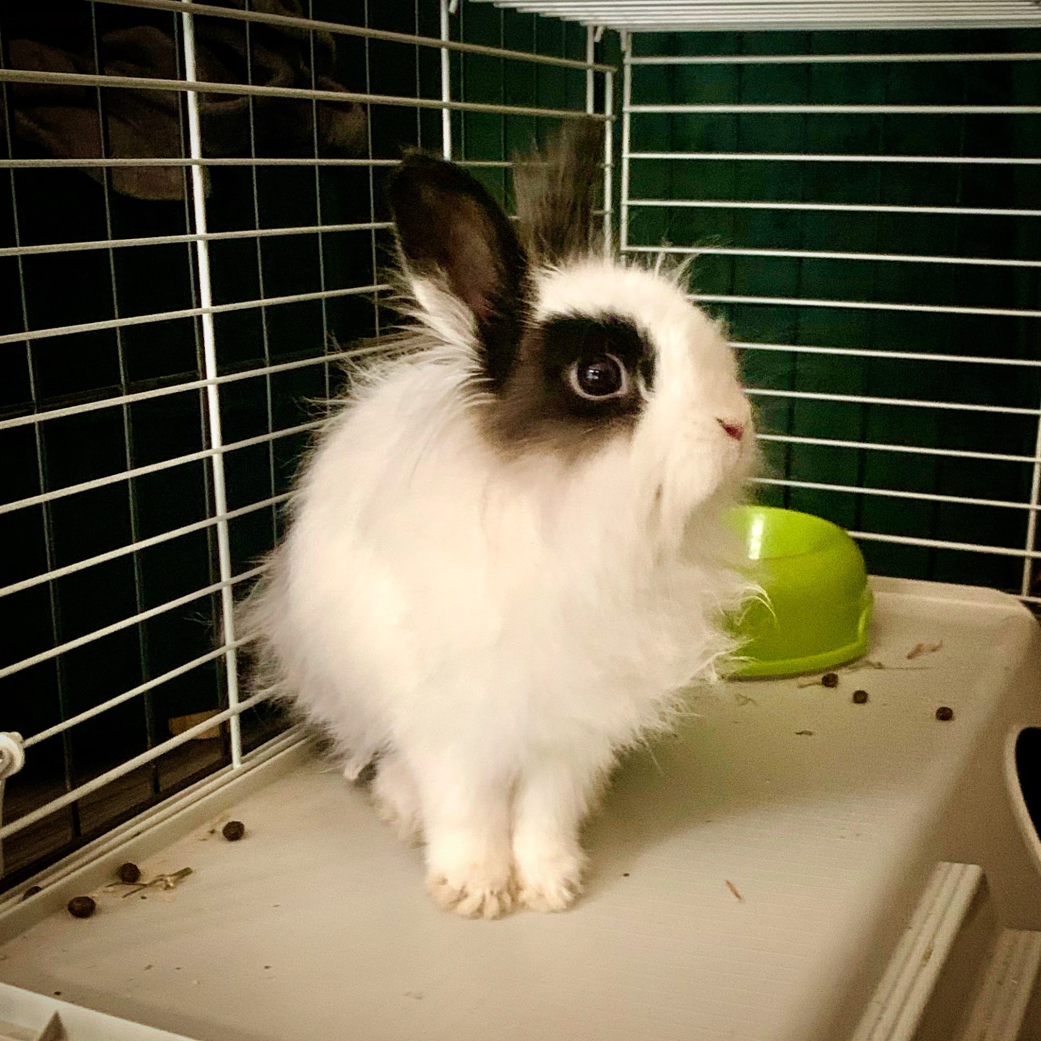 Aurore - Pet Sitter Chiens, Chats et NAC - Bordeaux Bègles — photo