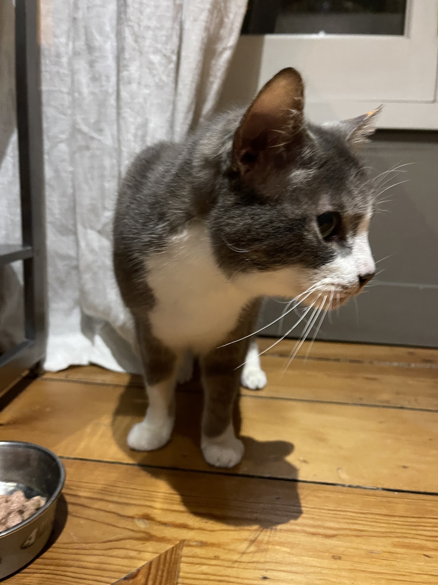 Aurore - Pet Sitter Chiens, Chats et NAC - Bordeaux Bègles — photo
