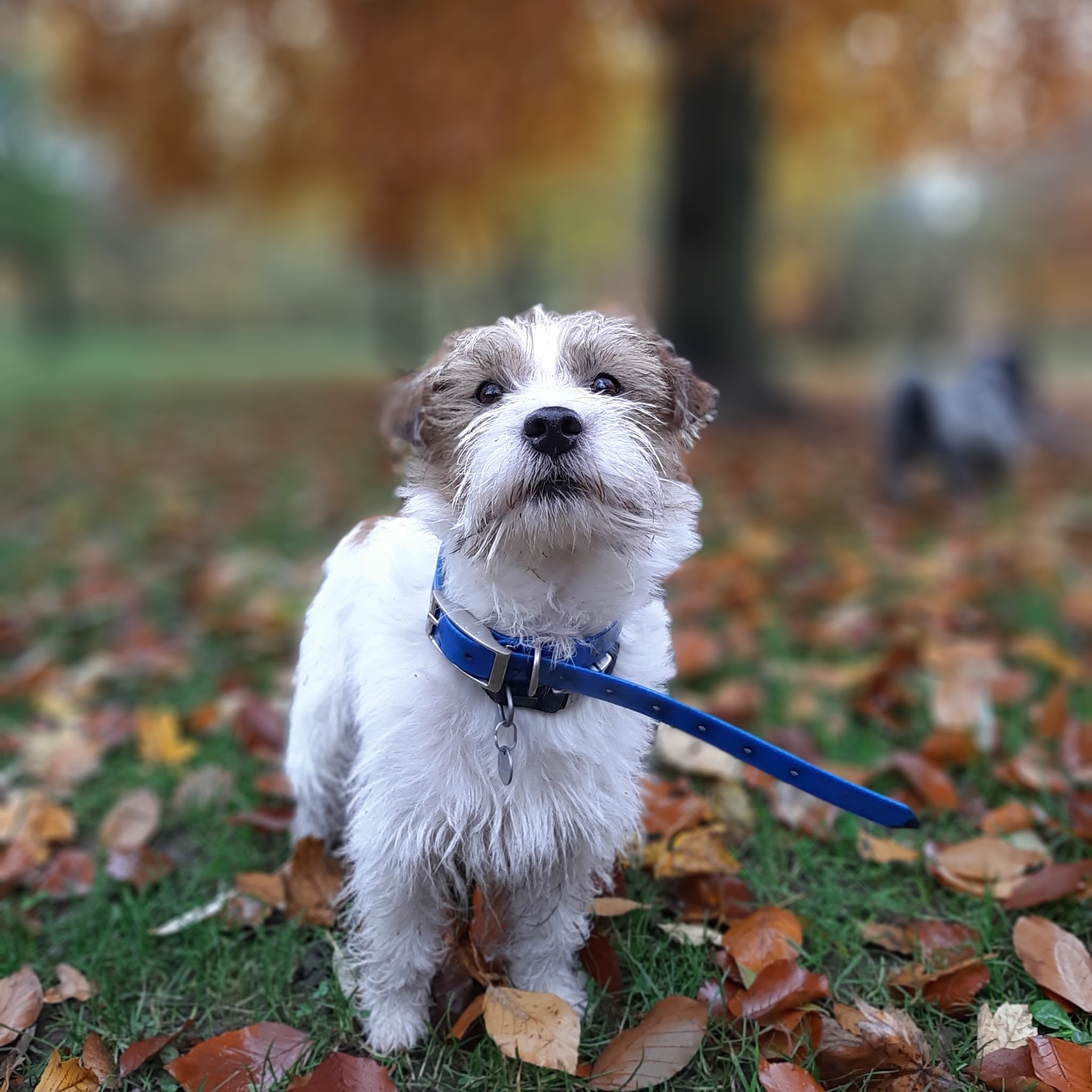 Social Dog — photo