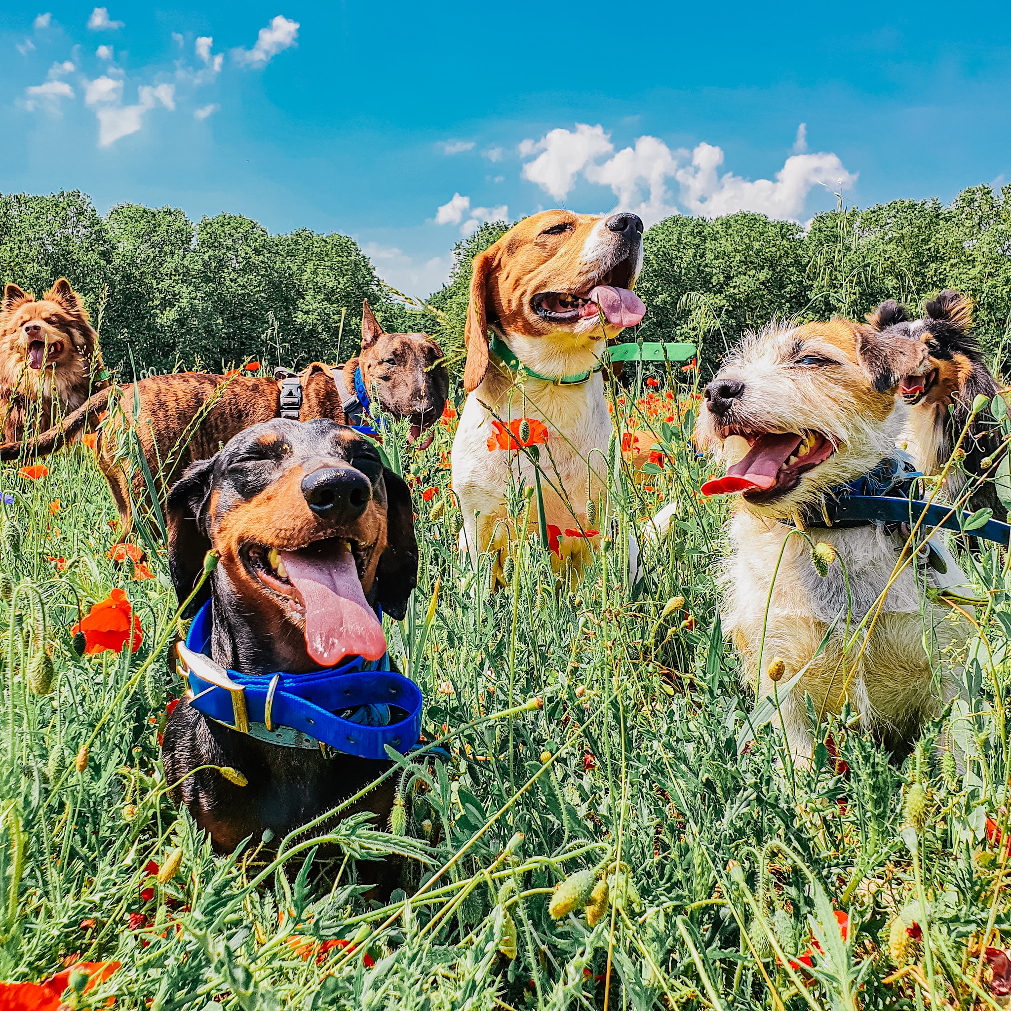 Social Dog — photo