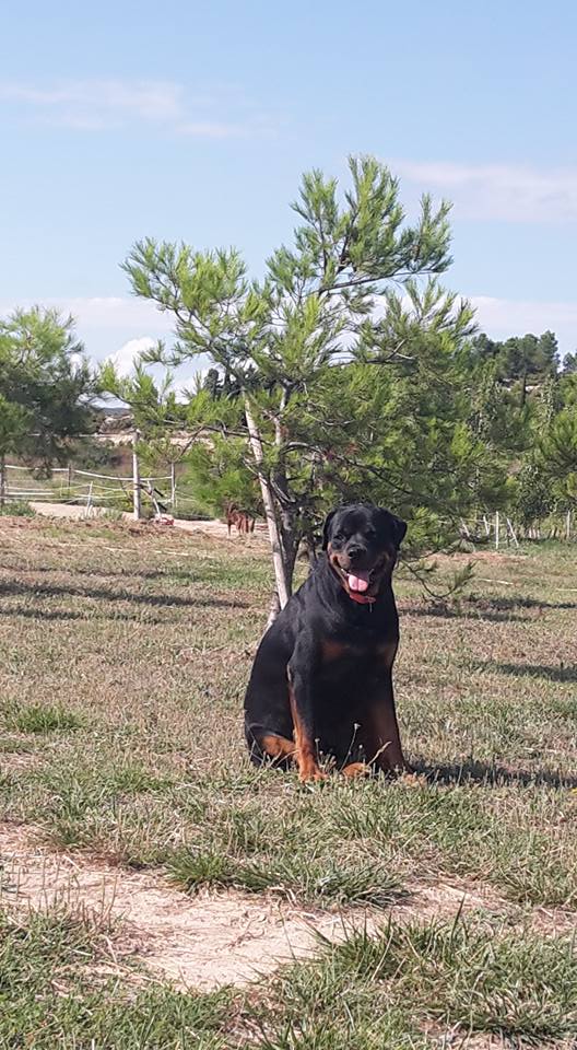 Pension Canine du Mas de l'ile — photo