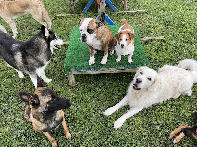 Aux Chiens Perchés 51