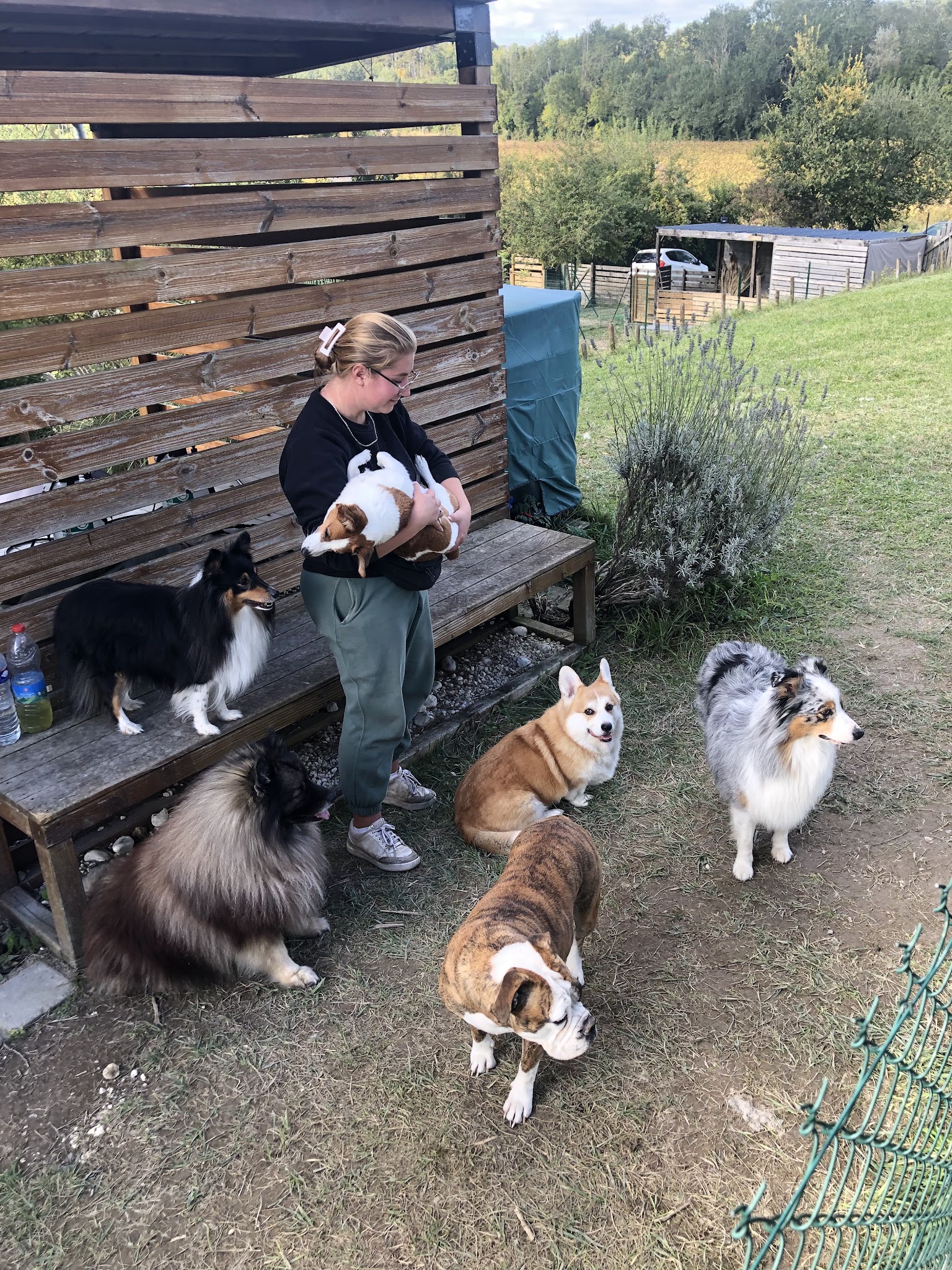 Aux Chiens Perchés 51 — photo