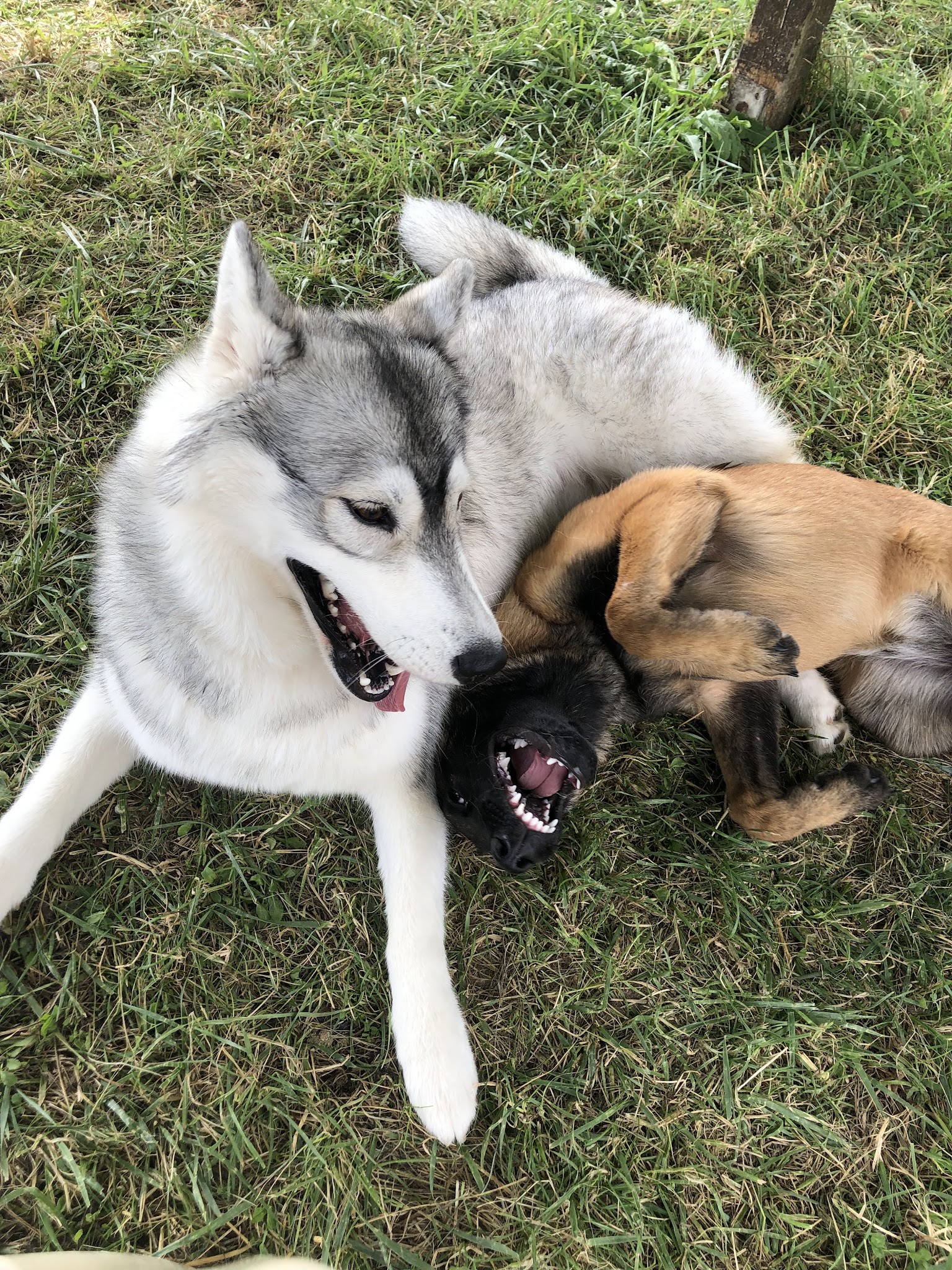 Aux Chiens Perchés 51 — photo