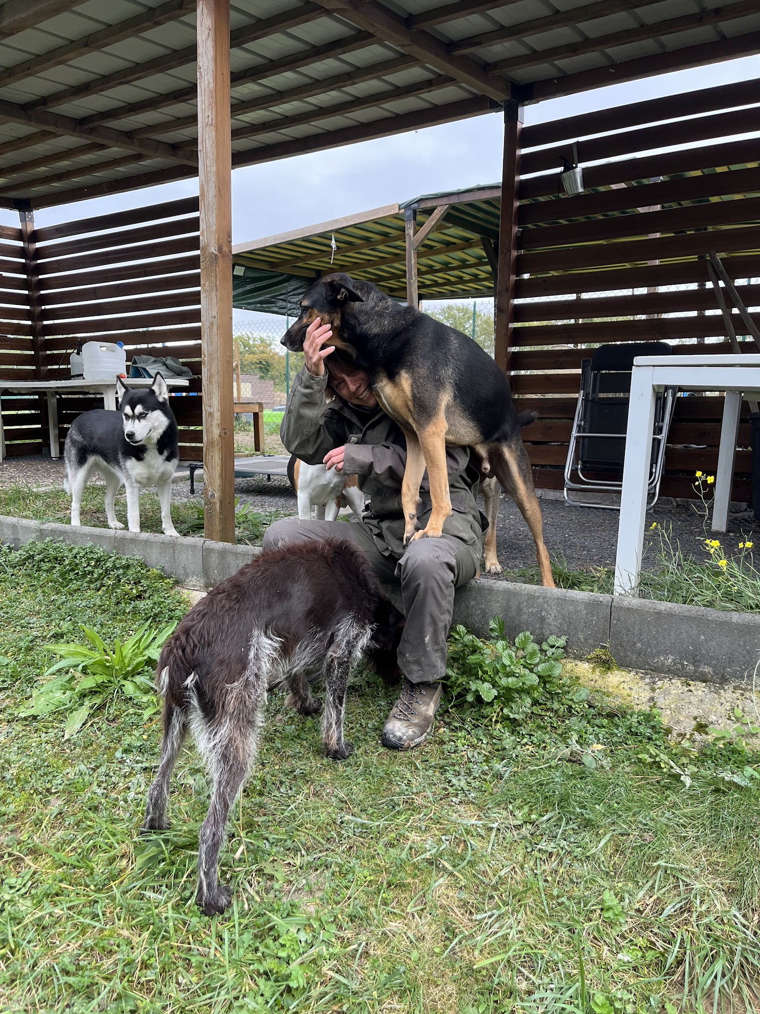 Aux Chiens Perchés 51 — photo