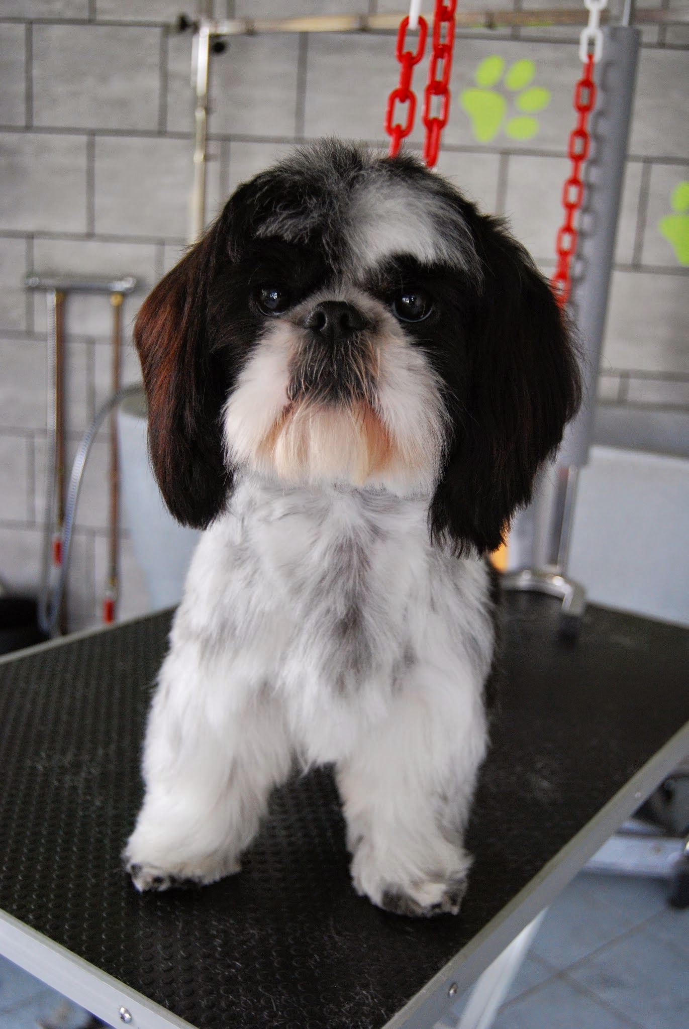 AU BONHEUR CANIN — photo