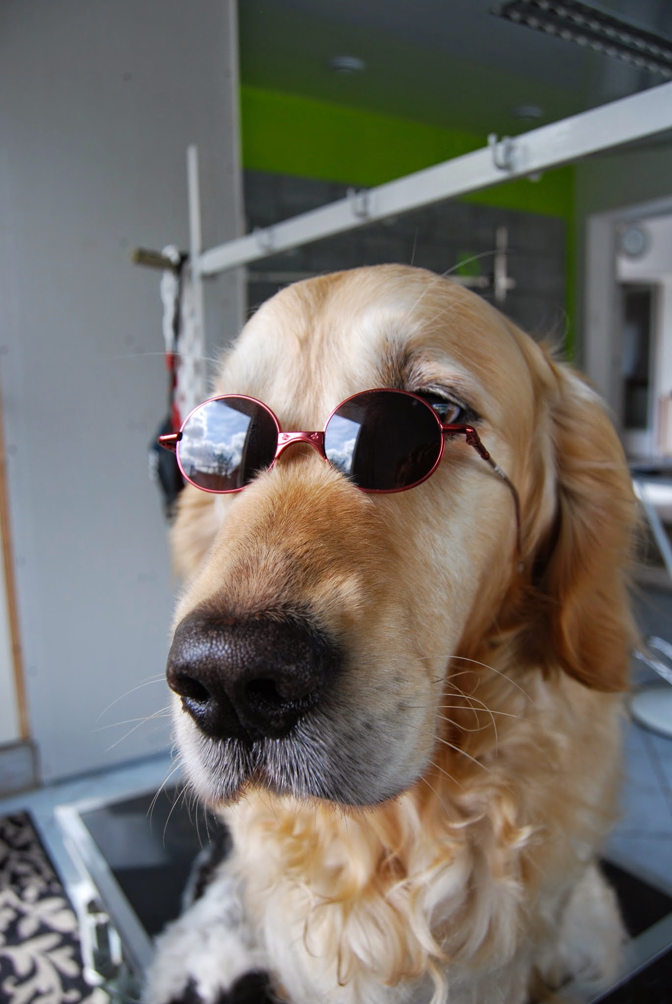 AU BONHEUR CANIN — photo