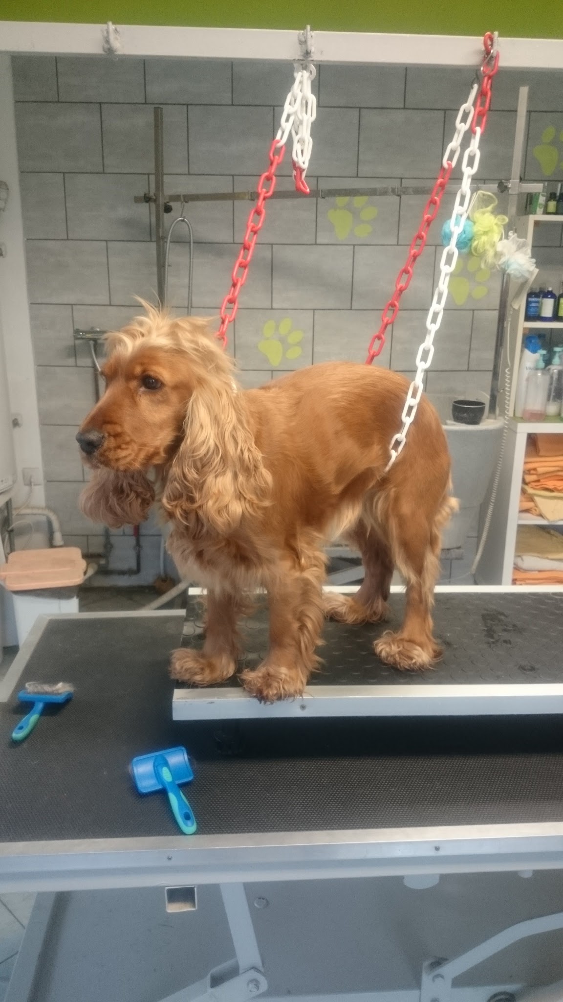 AU BONHEUR CANIN — photo