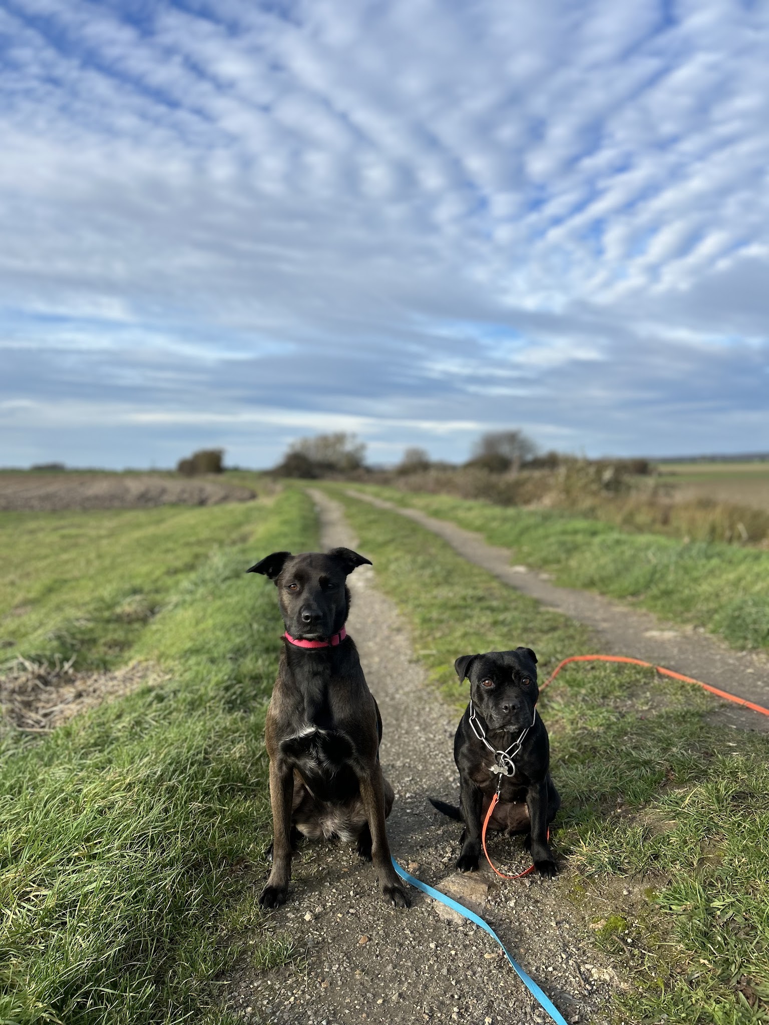 Petsitting&Clo