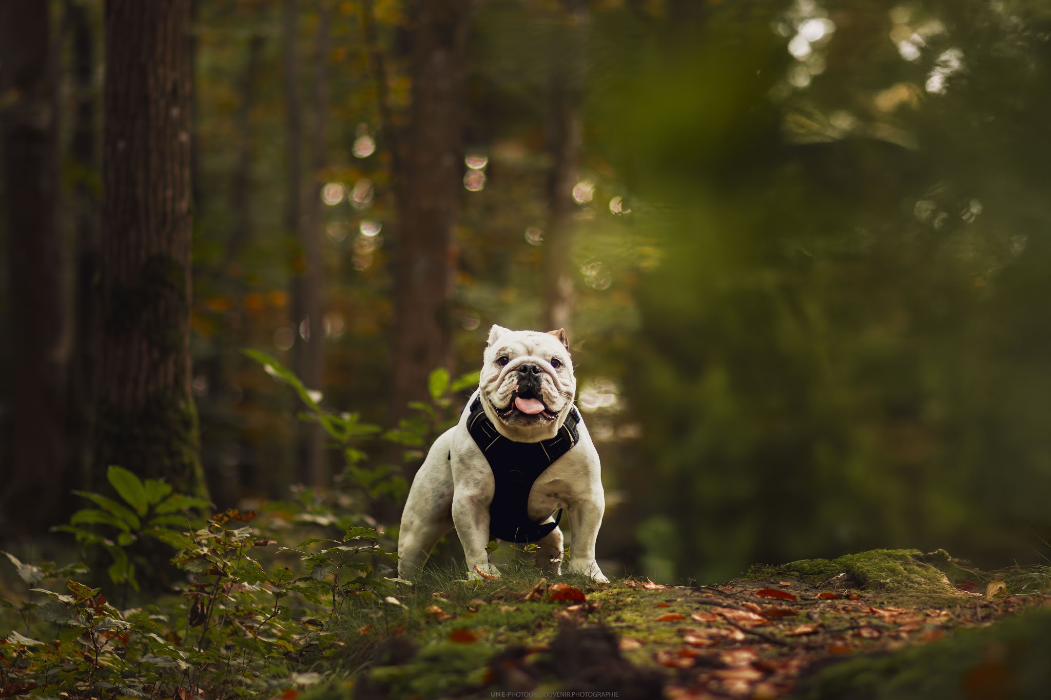 Petsitting&Clo — photo