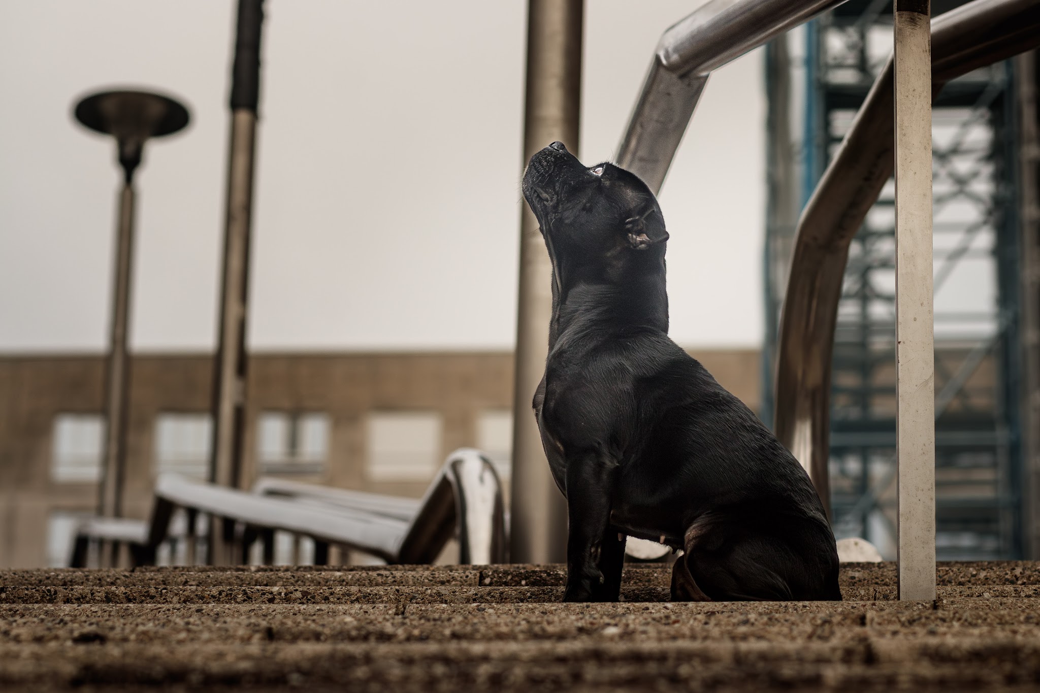 Petsitting&Clo — photo