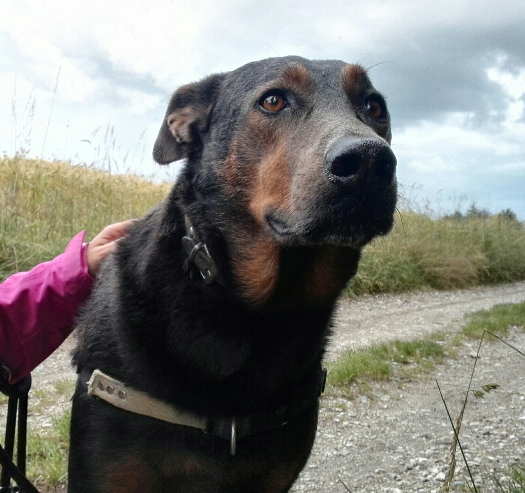 Noé Animaux et Compagnie, Petsitting et Accompagnement du deuil animalier — photo