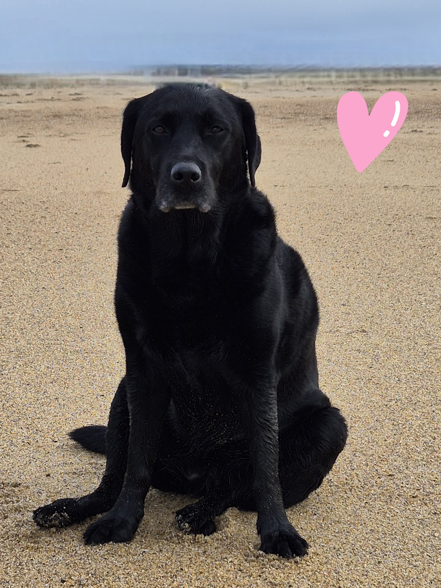 MA PEPETTE BIARRITZ - petsitter & dogwalker — photo