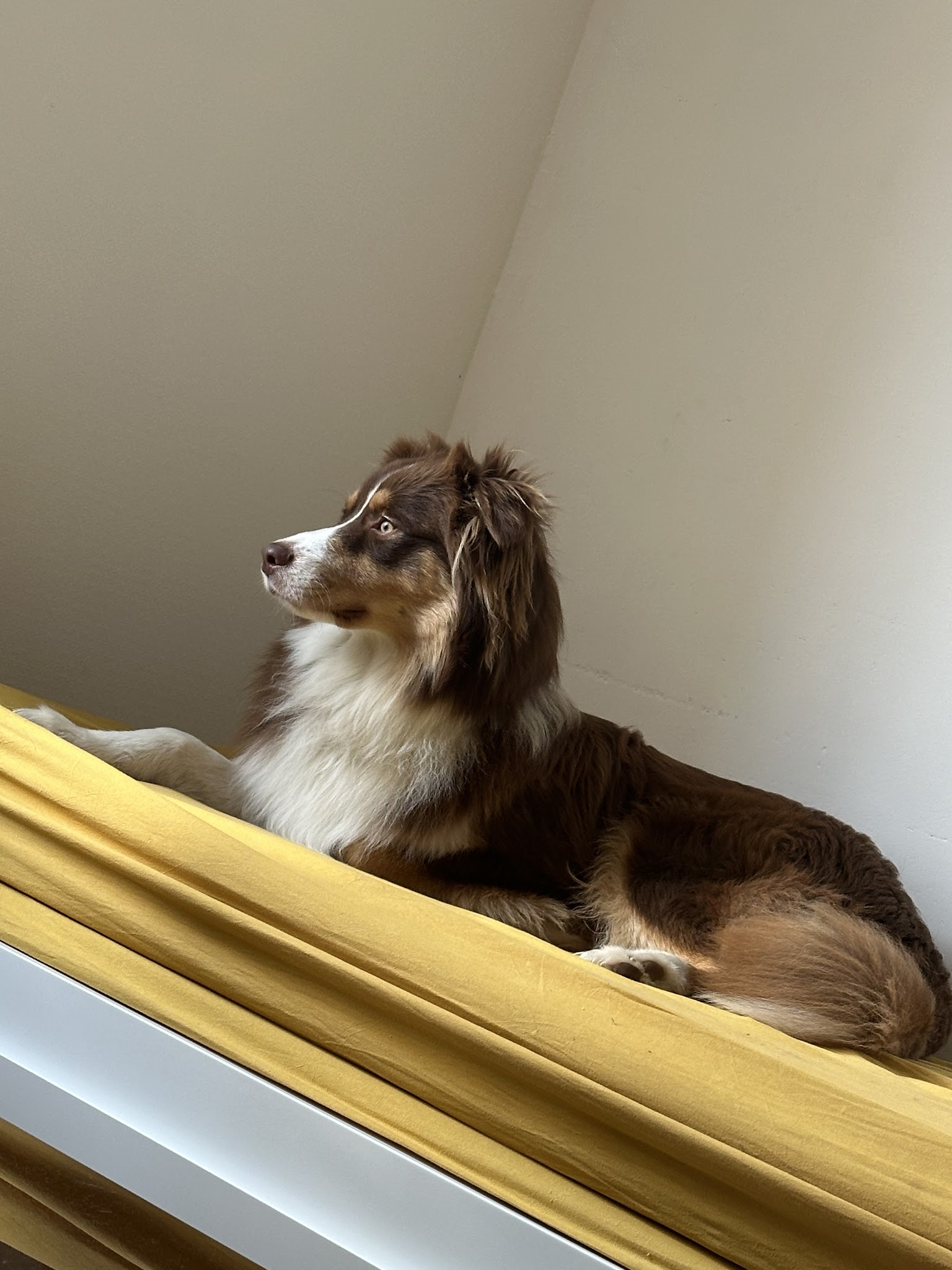 MA PEPETTE BIARRITZ - petsitter & dogwalker — photo