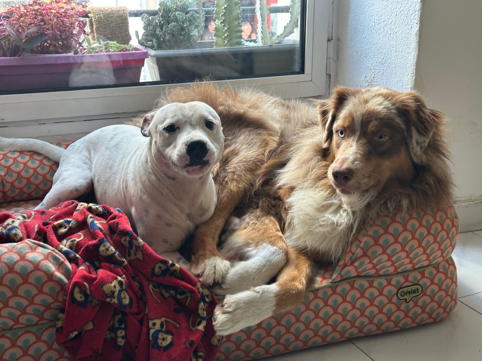MA PEPETTE BIARRITZ - petsitter & dogwalker — photo