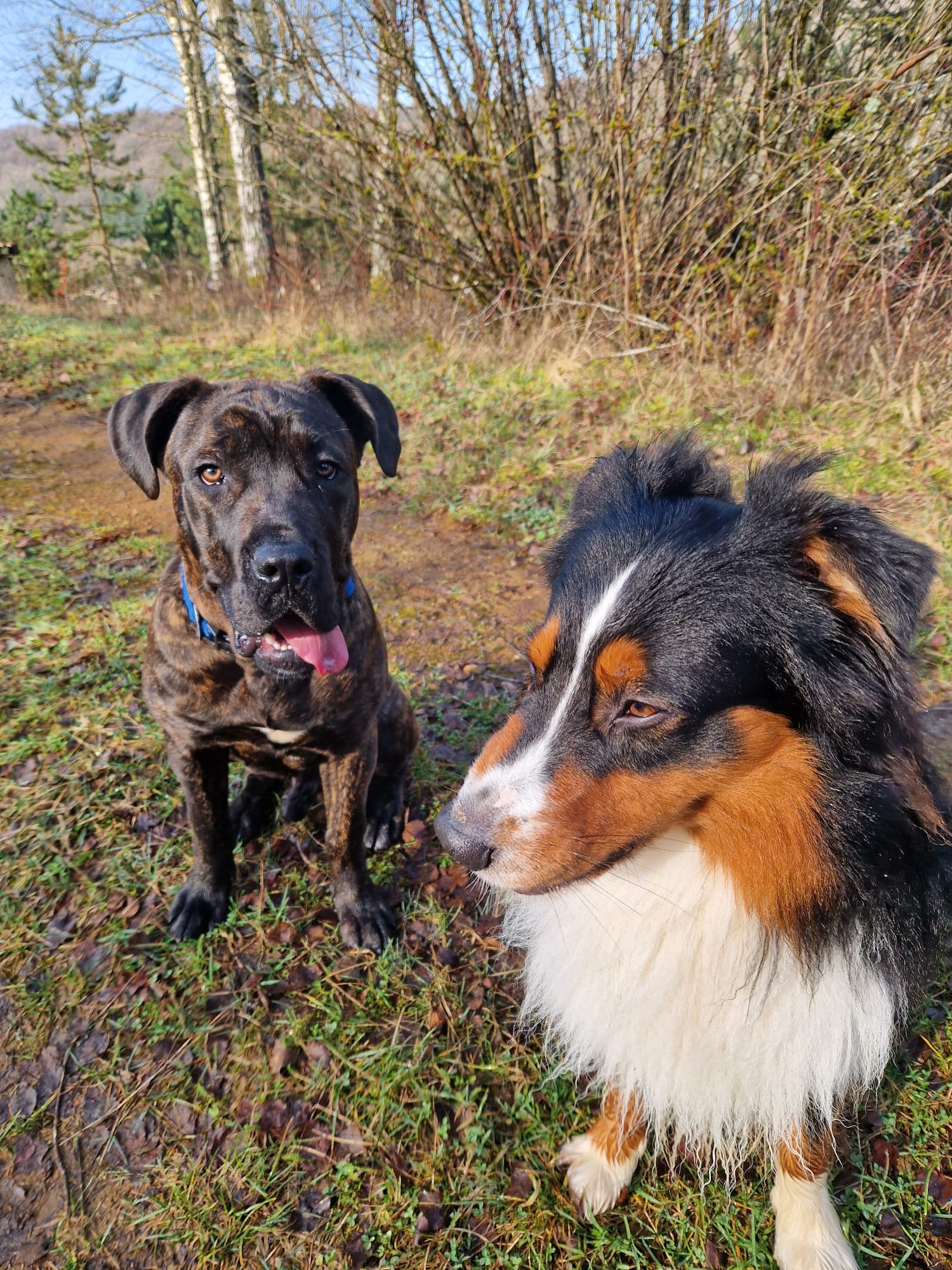 Beauté animal — photo