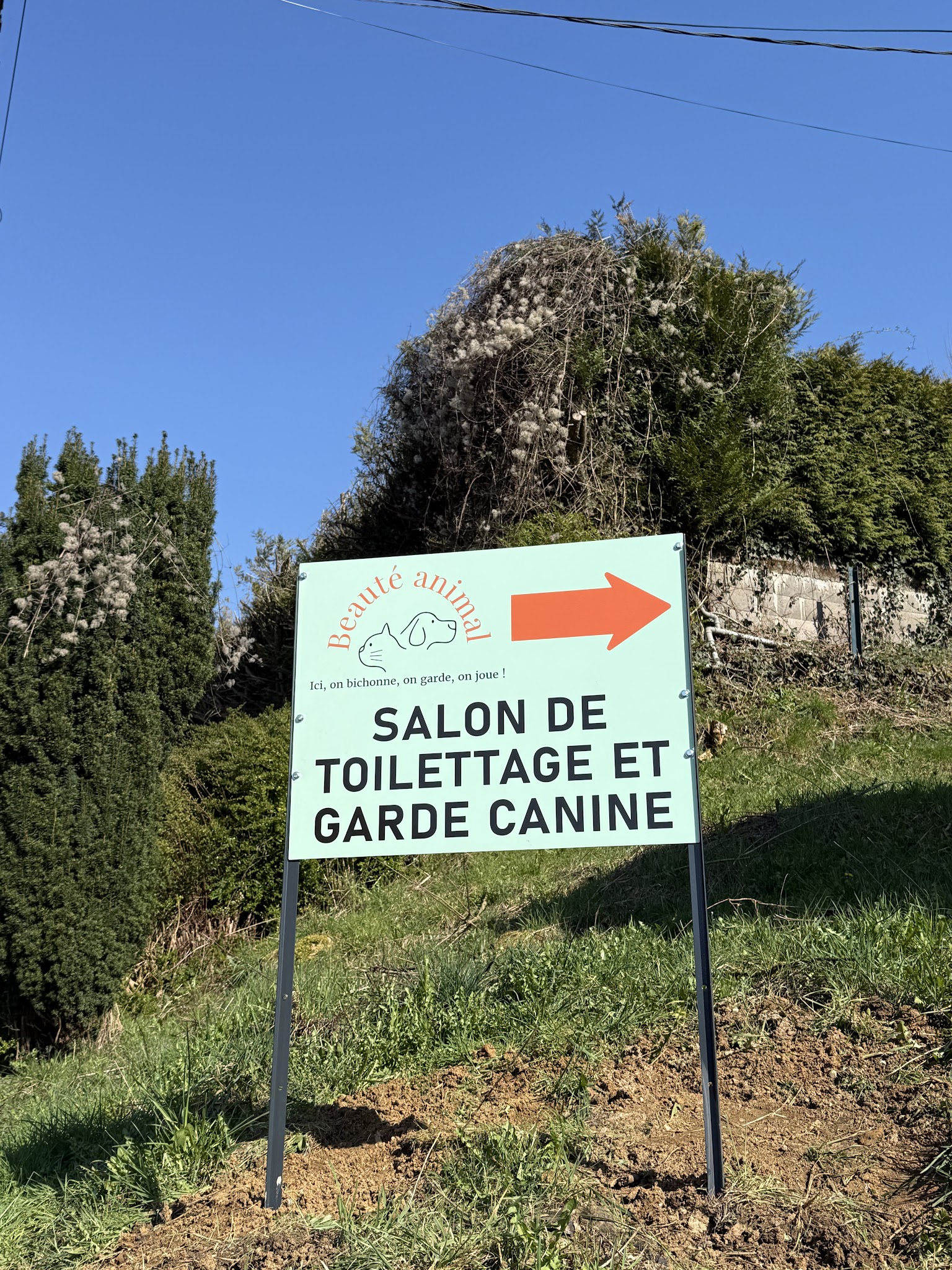Beauté animal — photo