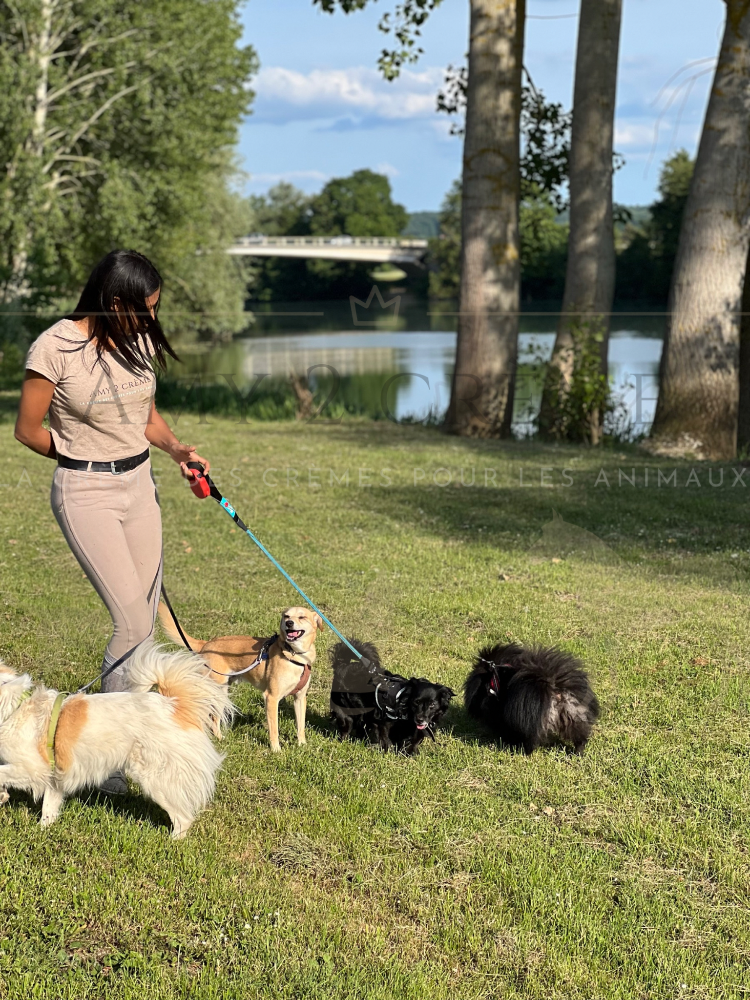 Pension pour chiens BLAYE - Amy 2 crème — photo