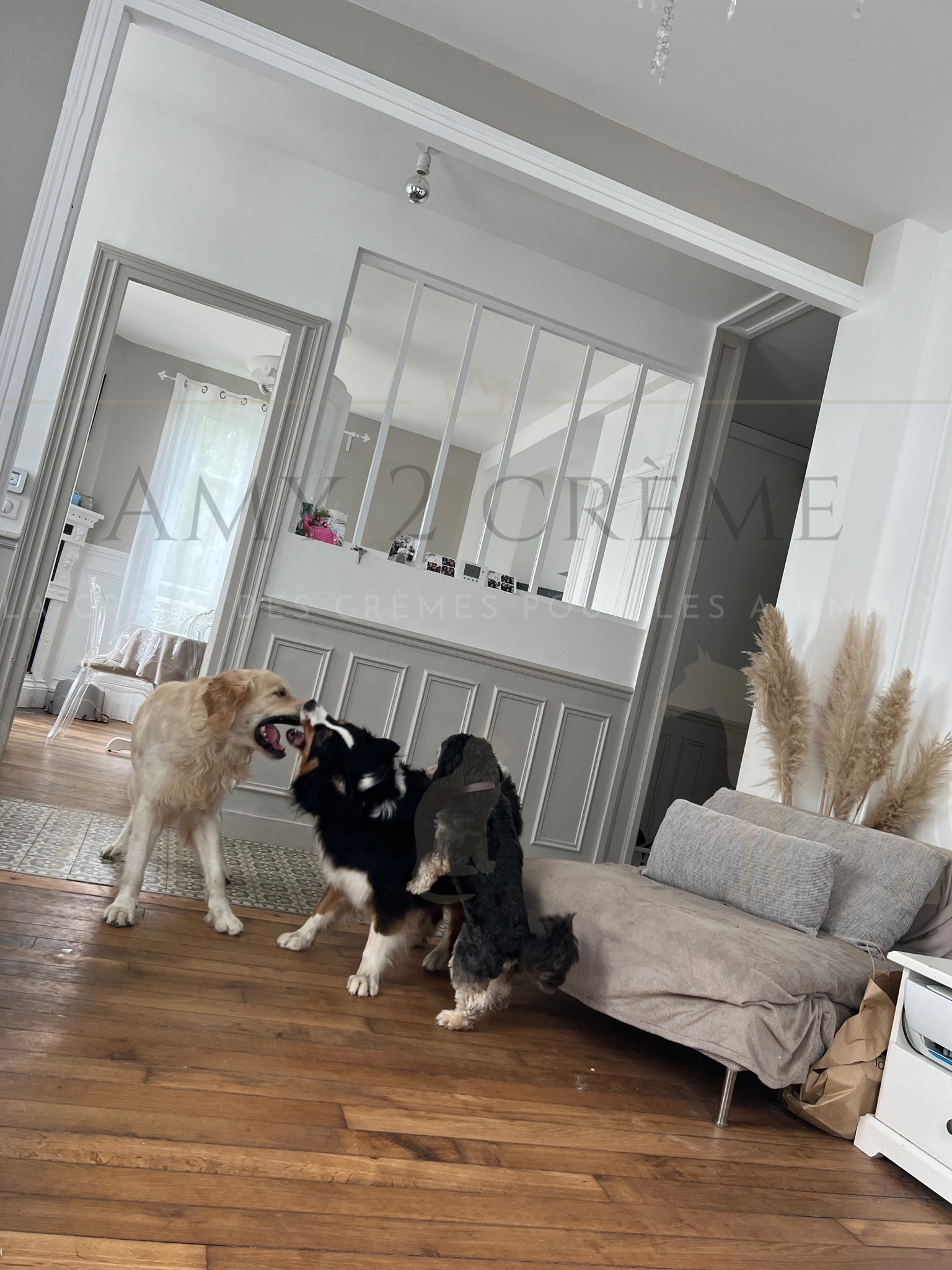 Pension pour chiens BLAYE - Amy 2 crème — photo