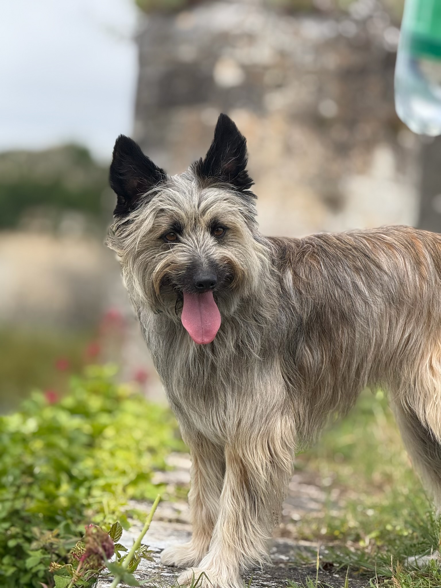 Pension pour chiens BLAYE - Amy 2 crème — photo