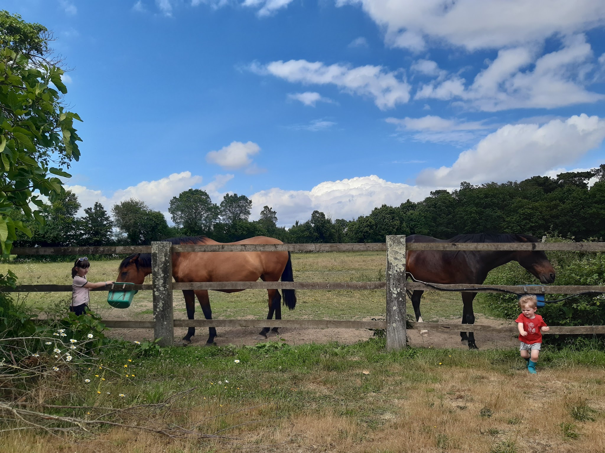 Derval Animaux Services