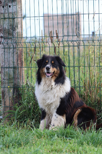 Teddy Geffroy - Education & pension canine