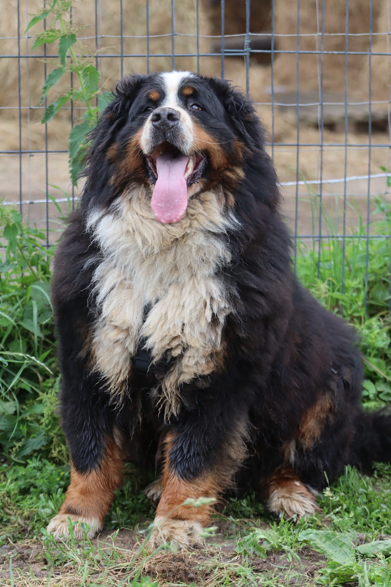 Teddy Geffroy - Education & pension canine — photo