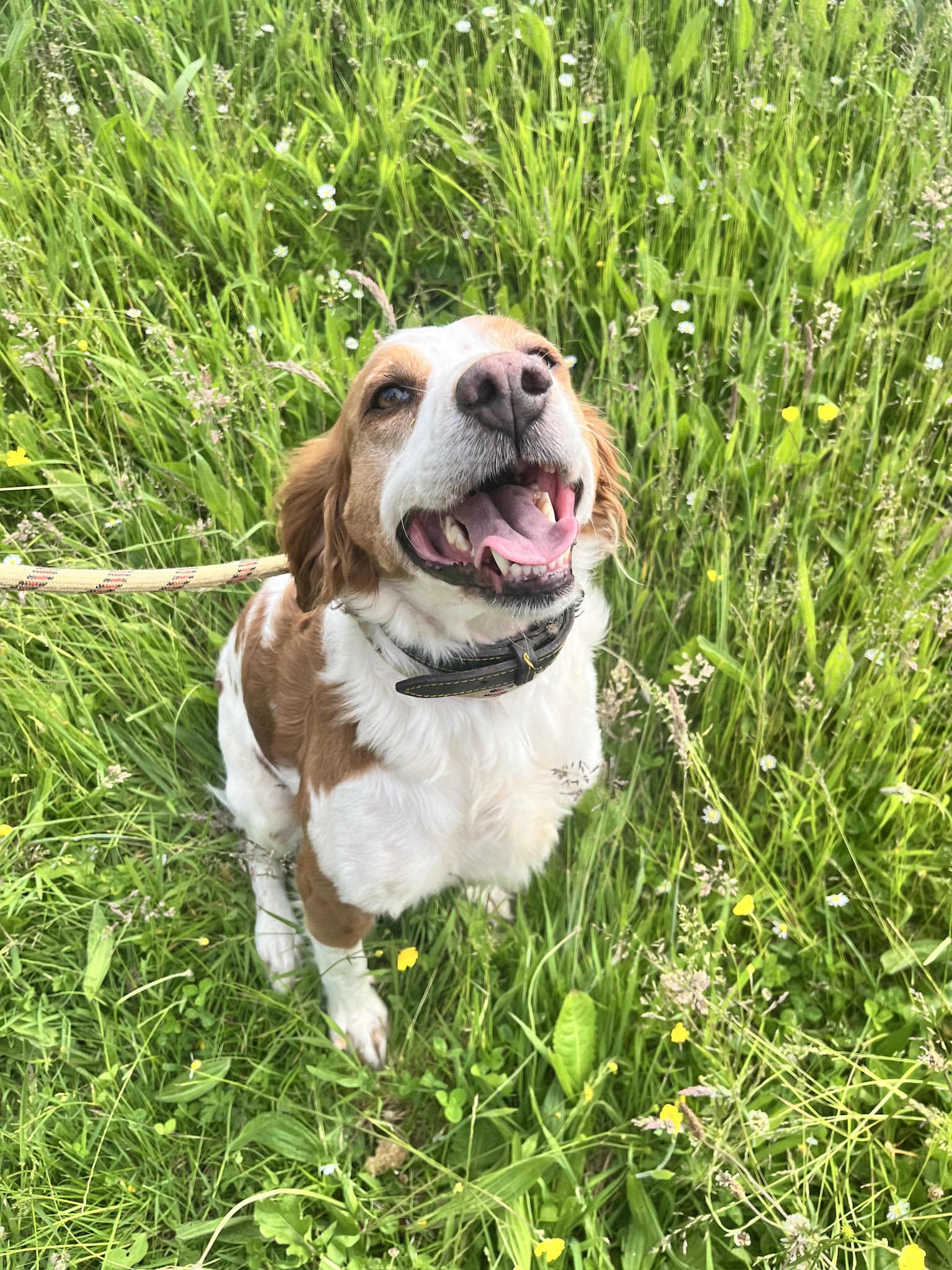 Teddy Geffroy - Education & pension canine — photo