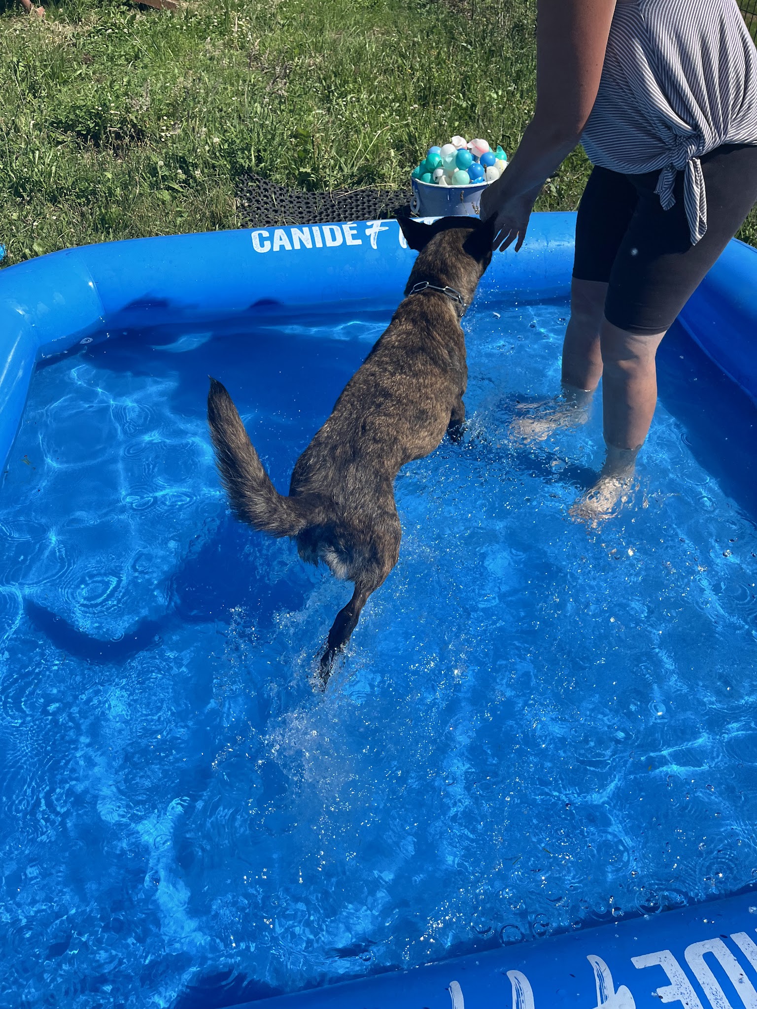 Teddy Geffroy - Education & pension canine — photo