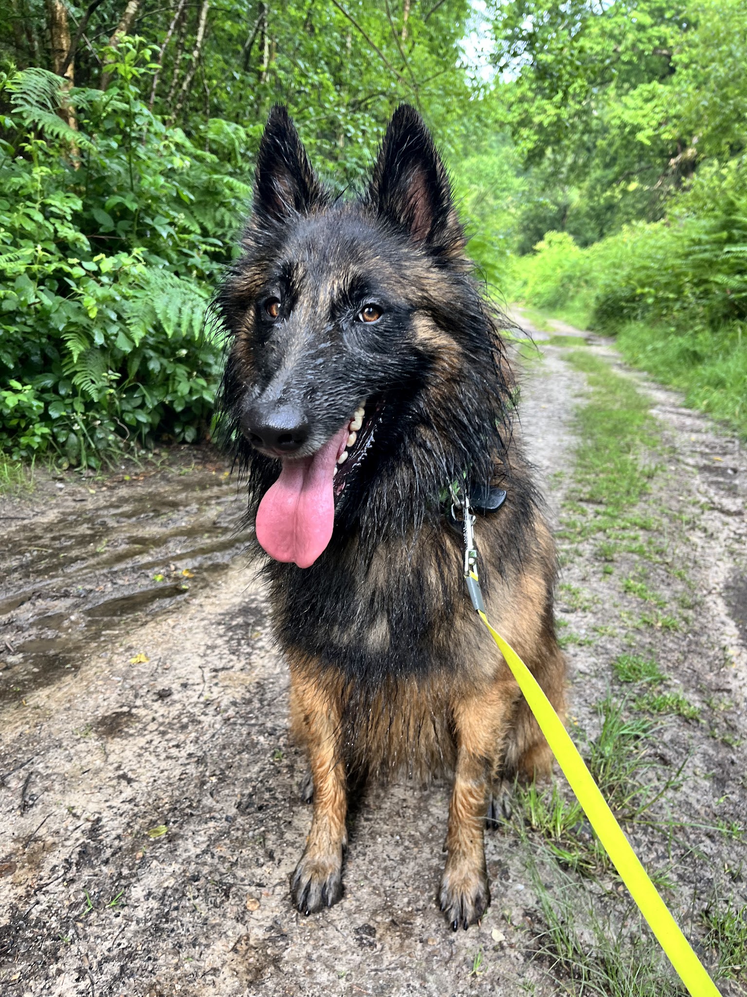 Teddy Geffroy - Education & pension canine — photo