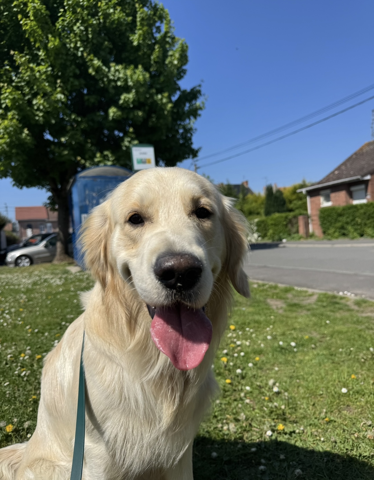 Ma Bonne Patte (éducatrice comportementaliste canin & pet-sitter) — photo