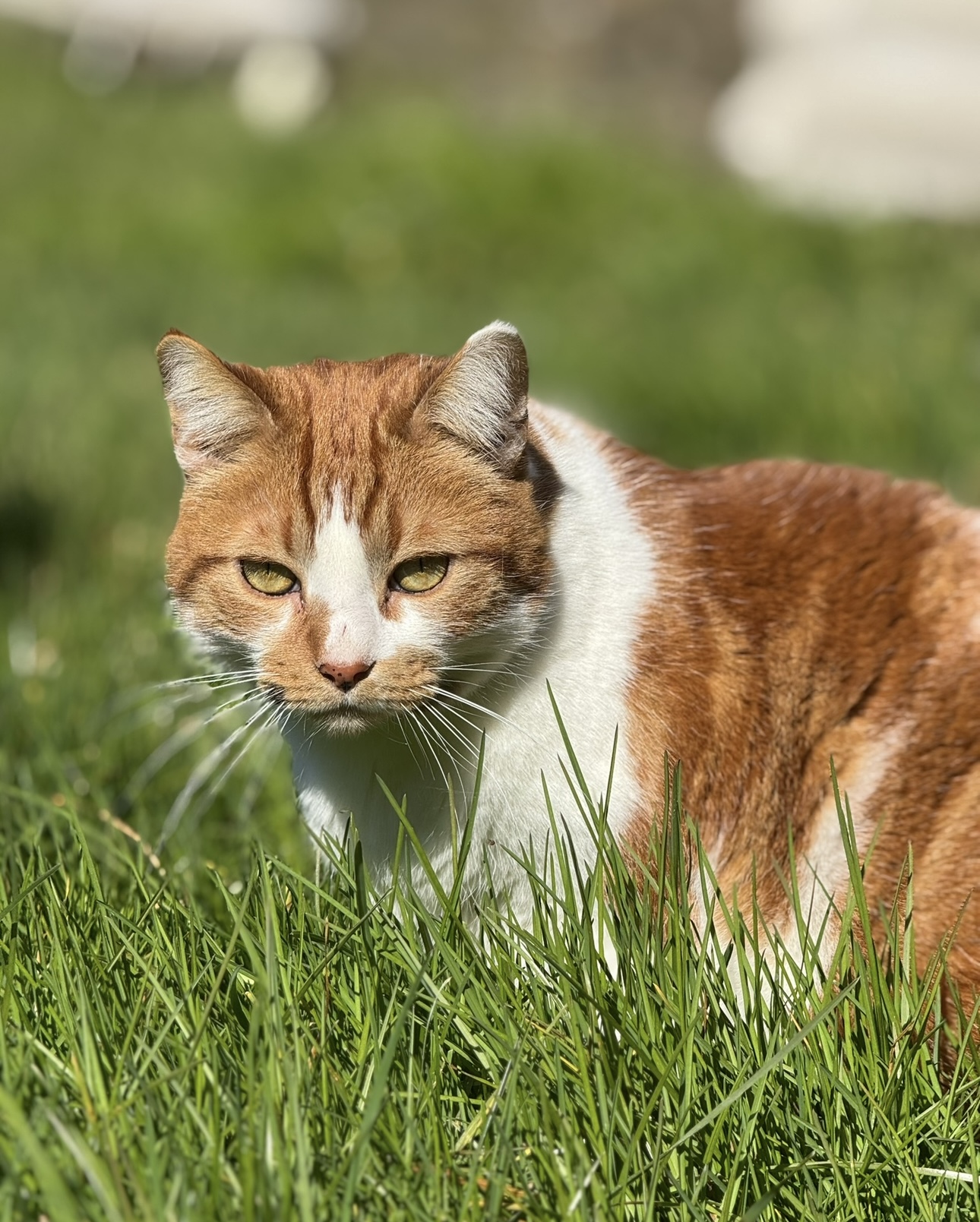 Ma Bonne Patte (éducatrice comportementaliste canin & pet-sitter) — photo