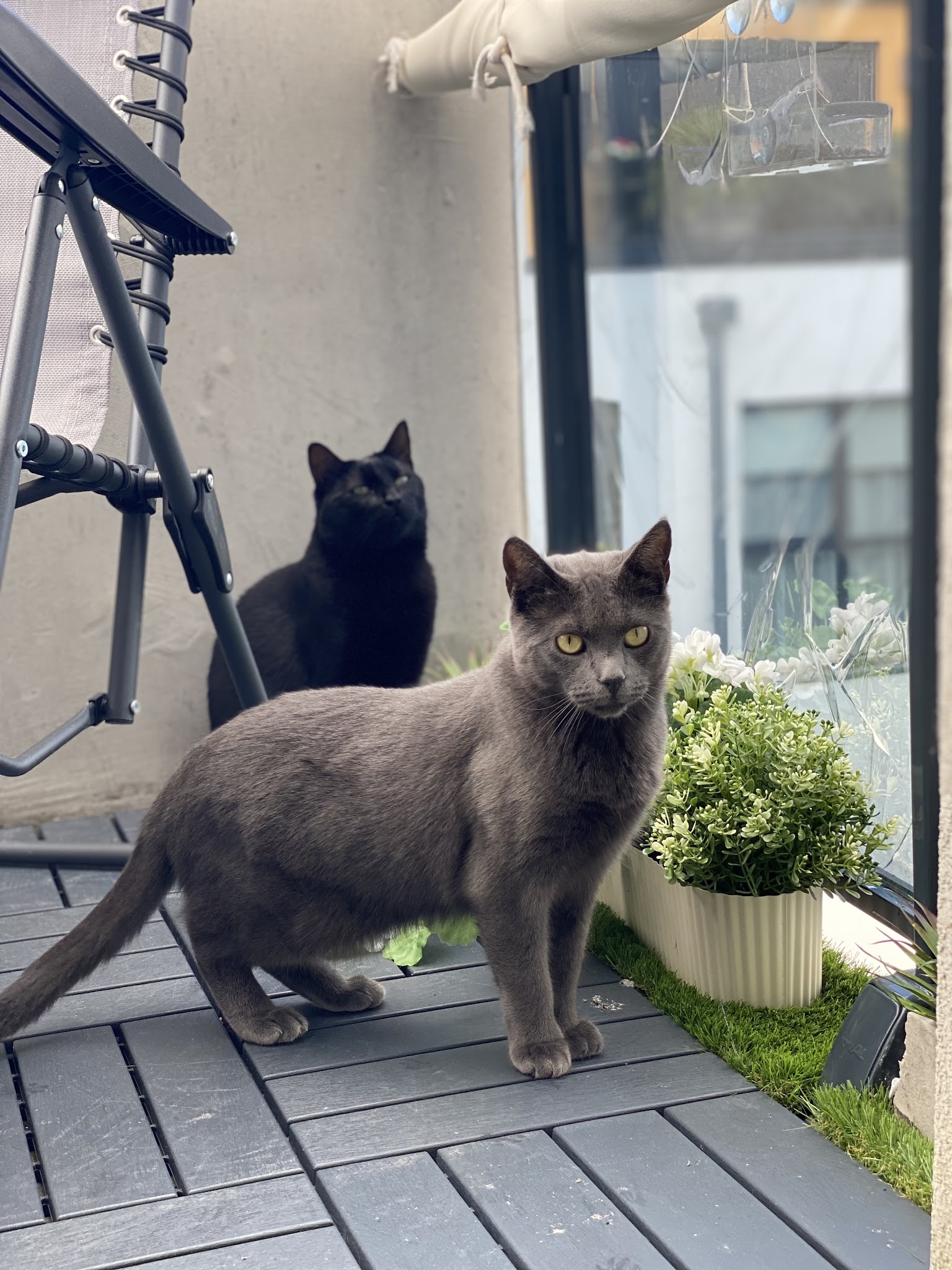 Ma Bonne Patte (éducatrice comportementaliste canin & pet-sitter) — photo