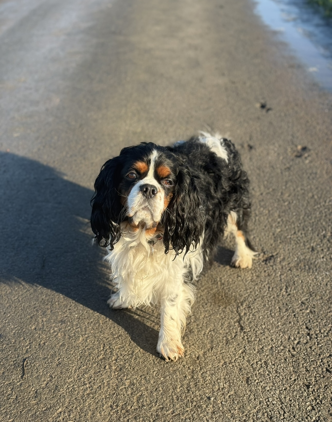Ma Bonne Patte (éducatrice comportementaliste canin & pet-sitter) — photo