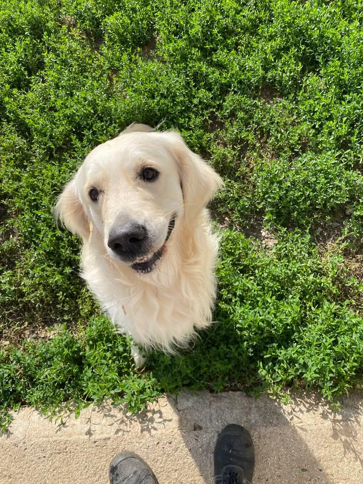 Pension Canine De L' Estoez — photo