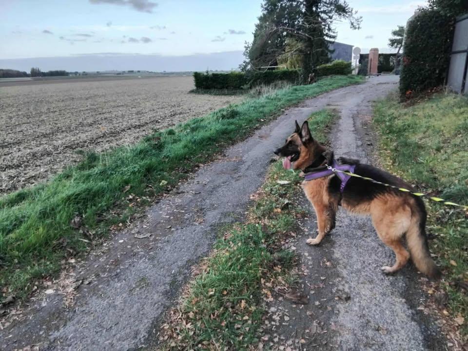 Pension Canine De L' Estoez — photo