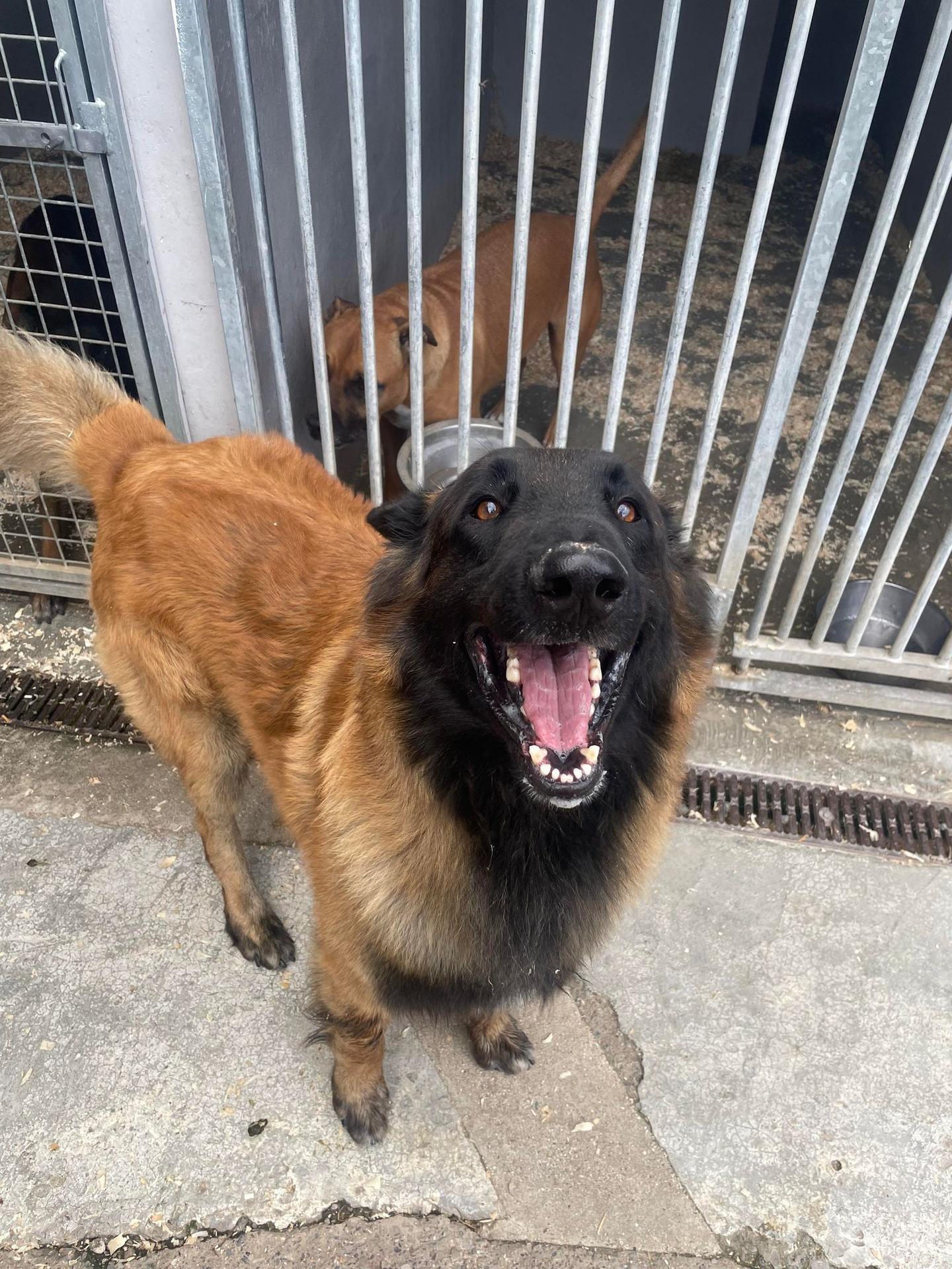 Pension Canine De L' Estoez — photo