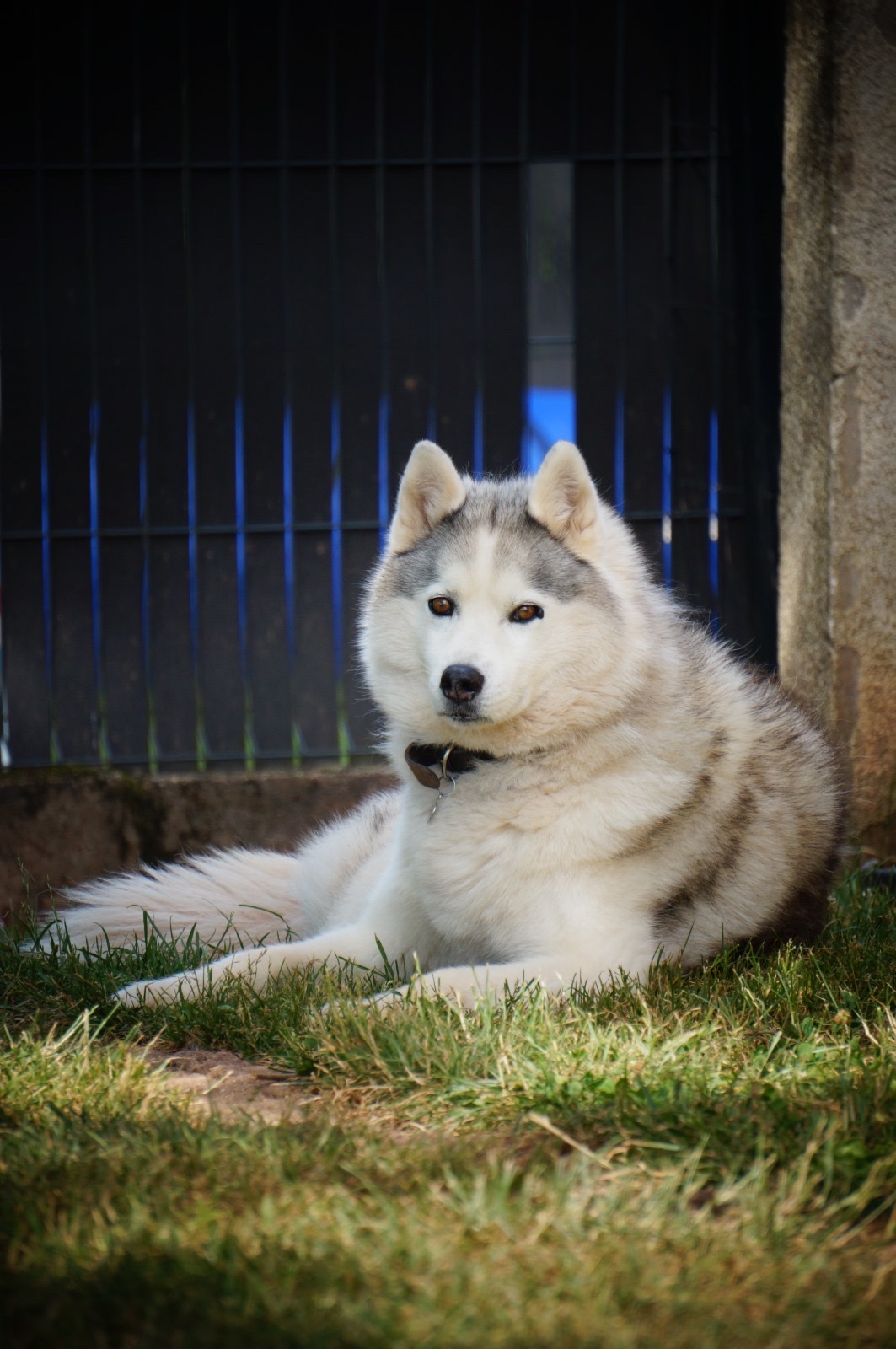 Pension canine Naïs & Dogs — photo