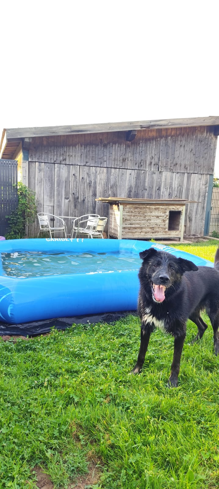 Pension canine Naïs & Dogs — photo