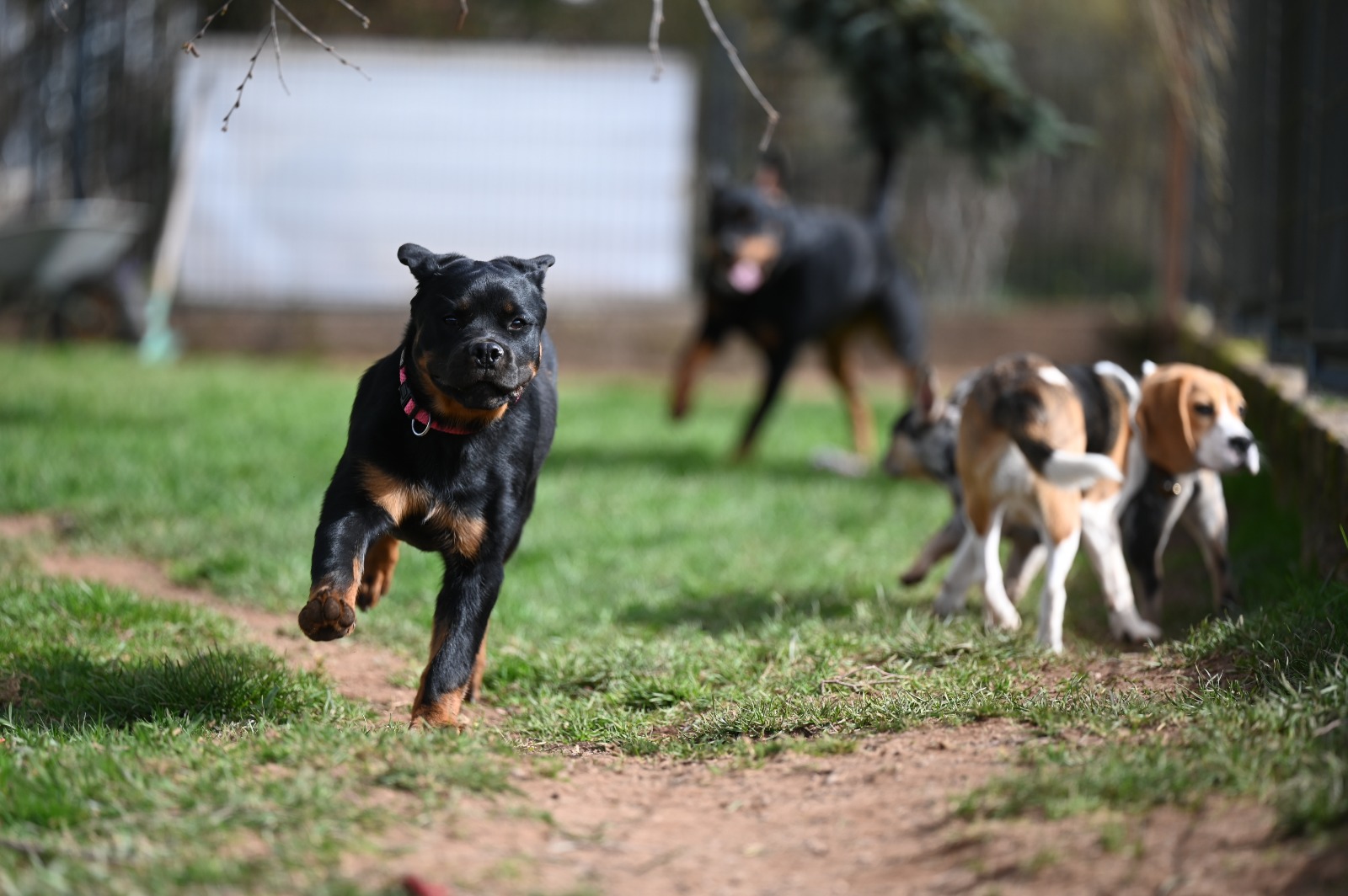 Pension canine Naïs & Dogs