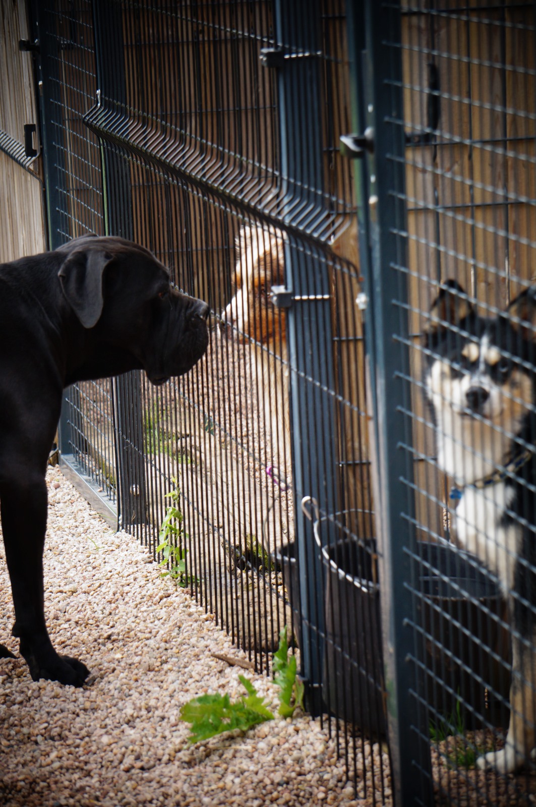 Pension canine Naïs & Dogs — photo