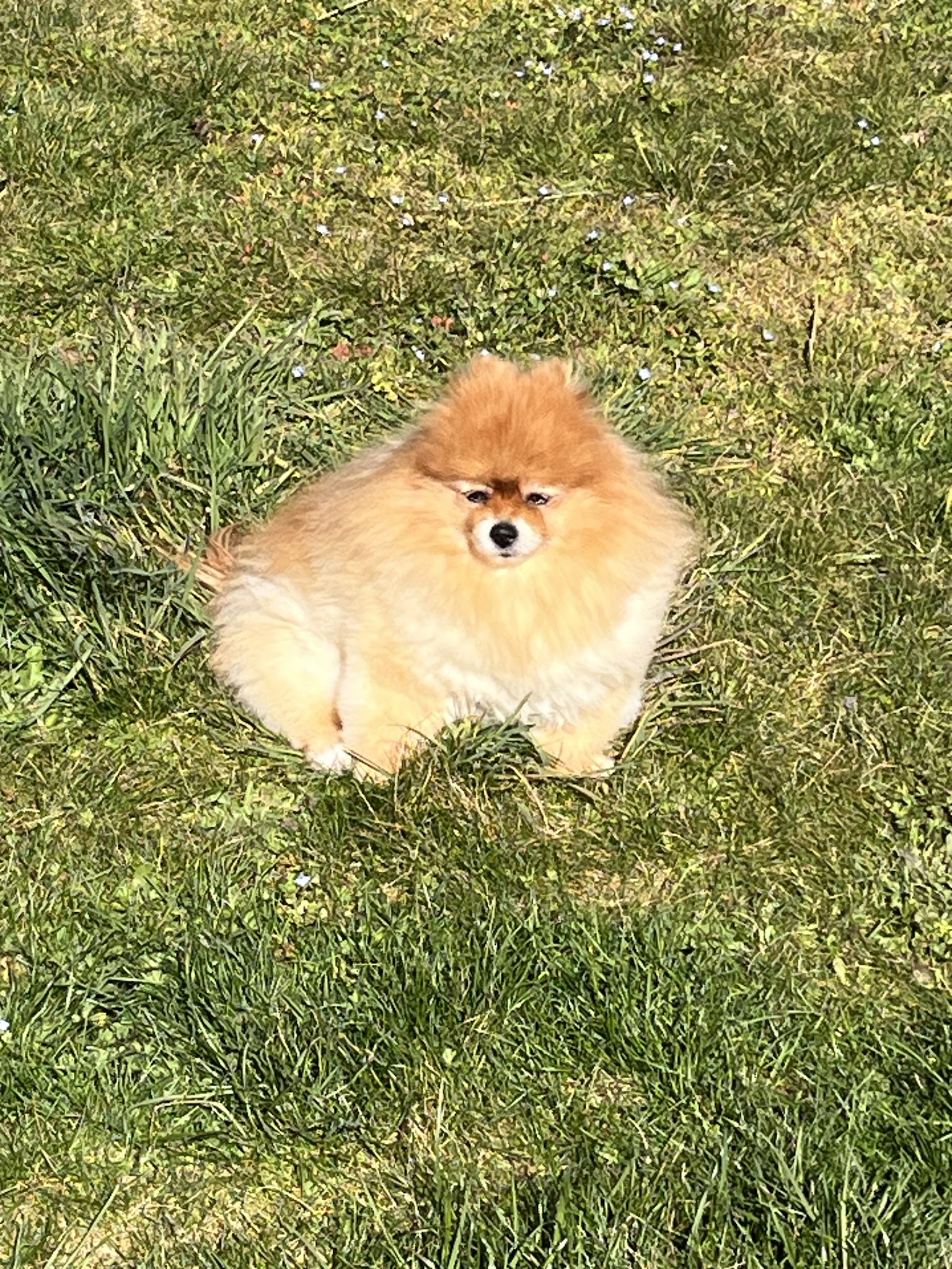 En harmonie avec mon chien - Comportementaliste canin — photo